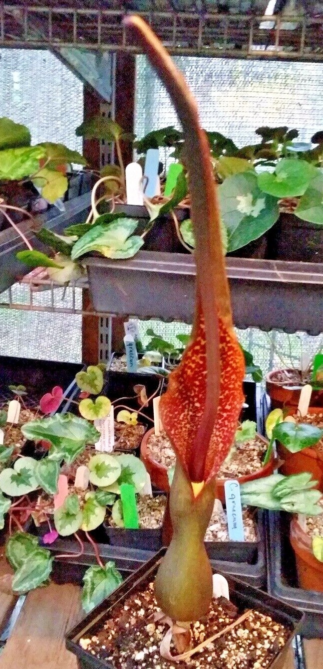 2 SAUROMATUM VENOSUM , Voodoo Lily (Amorphophallus, Arisaema)