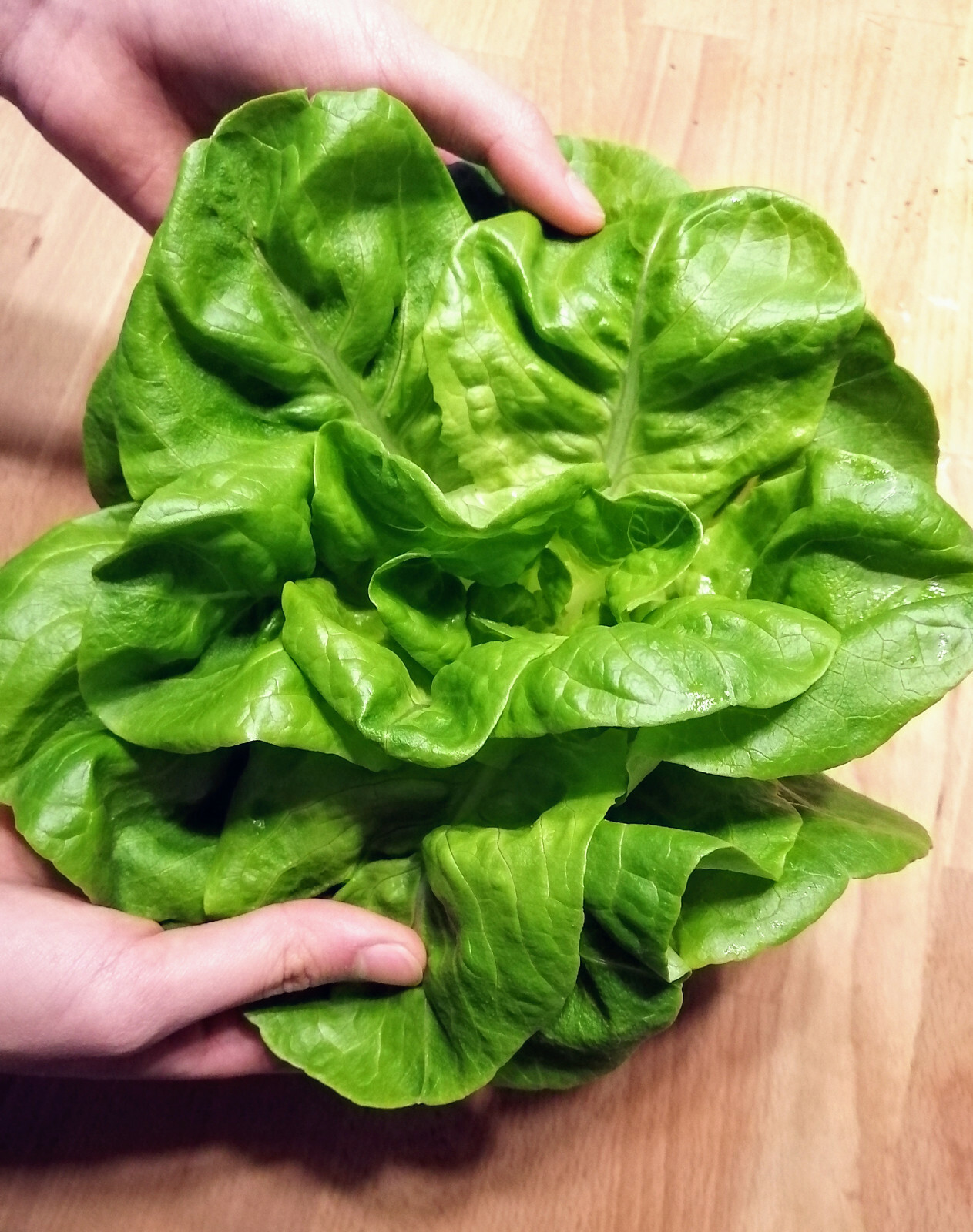 1000 Buttercrunch Butterhead Lettuce Vegetable Seeds Butter Head Container, Yard