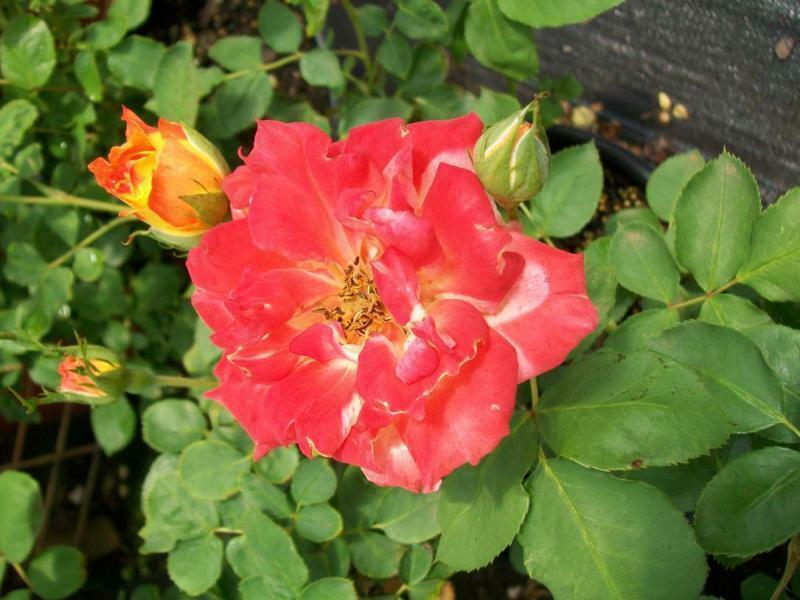 Pinata Yellow Orange Rose 1 Gal. Live Bush Plants Shrub Plant Fine Roses