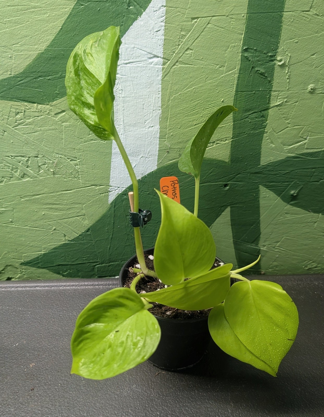 Pothos Champs-Elysees