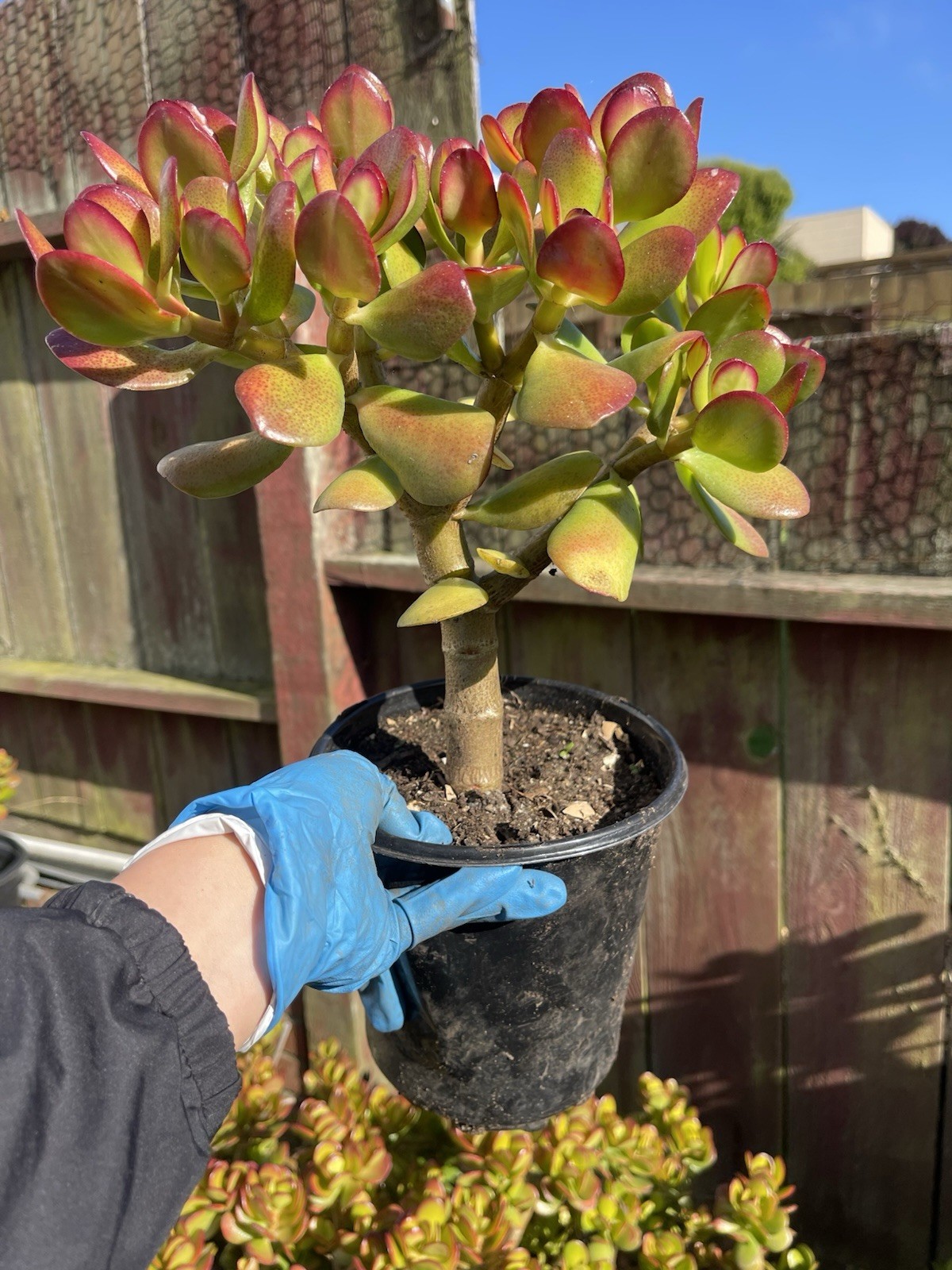 LARGE 1+ FOOT Rooted Jade / Money Plant Live Bonsai Tree Start