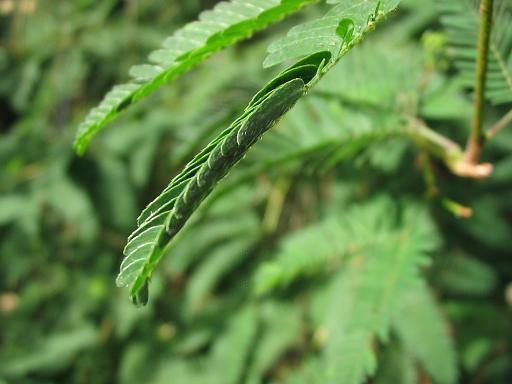 SENSITIVE PLANT Seeds BULK *FREE Shipping!* Mimosa pudica Herb Shy Plant Seeds