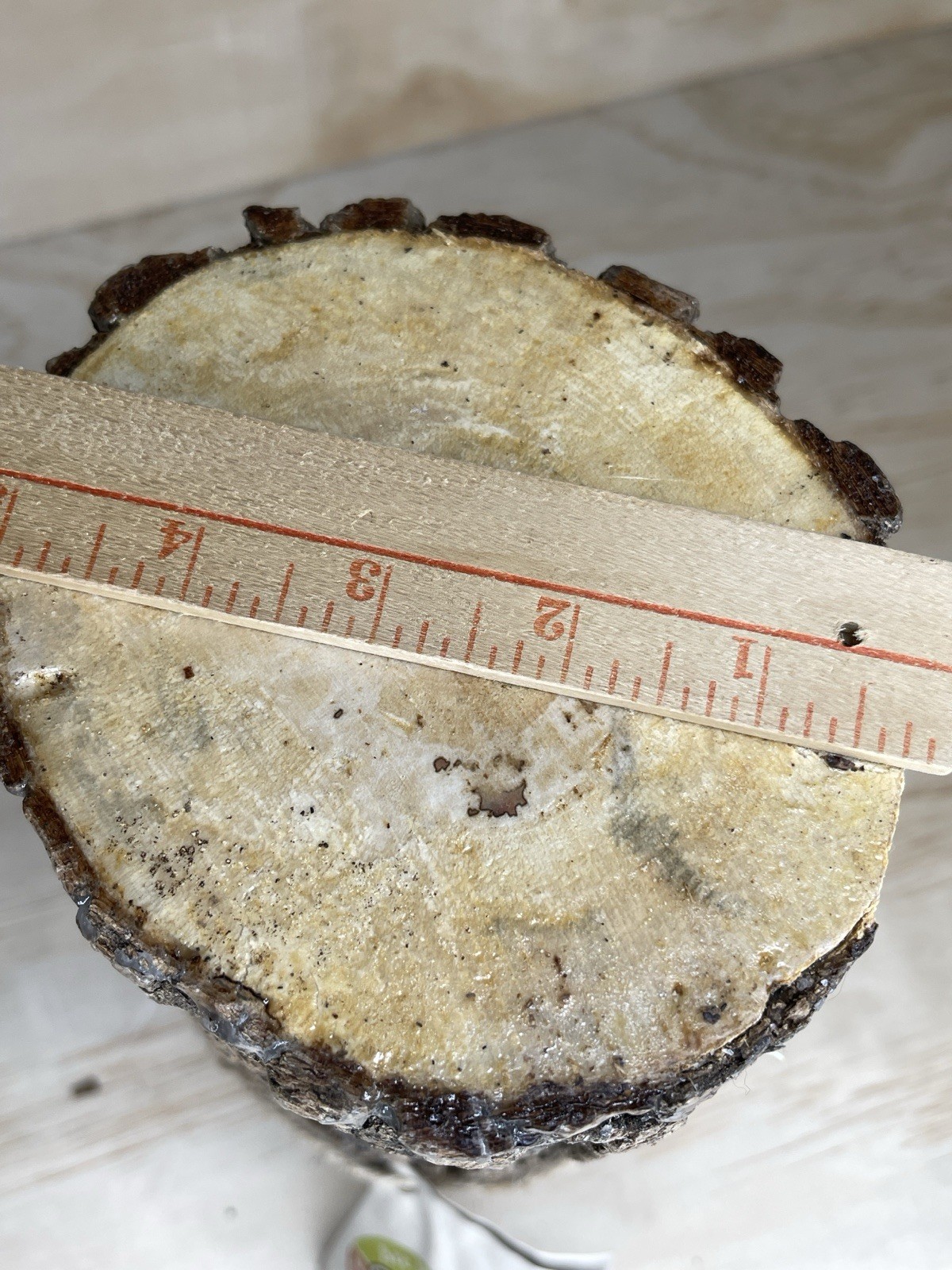 2FUNGUYS 12” MUSHROOM LOG shiitake Brand new never used