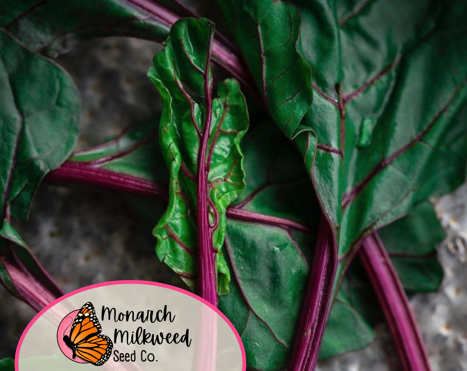 200+ Swiss Chard Seeds ‘Rhubarb’ | Heirloom, Non-GMO, Vegetable Gardening Seed
