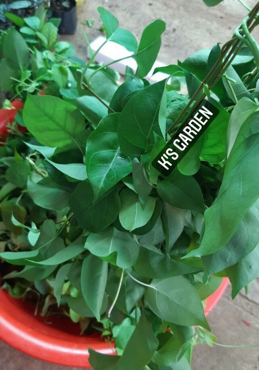 5 PCS RIVER LEAF VINE SEEDS , HAT LÁ GIANG |HIGH GERMINATION RATE 85%|
