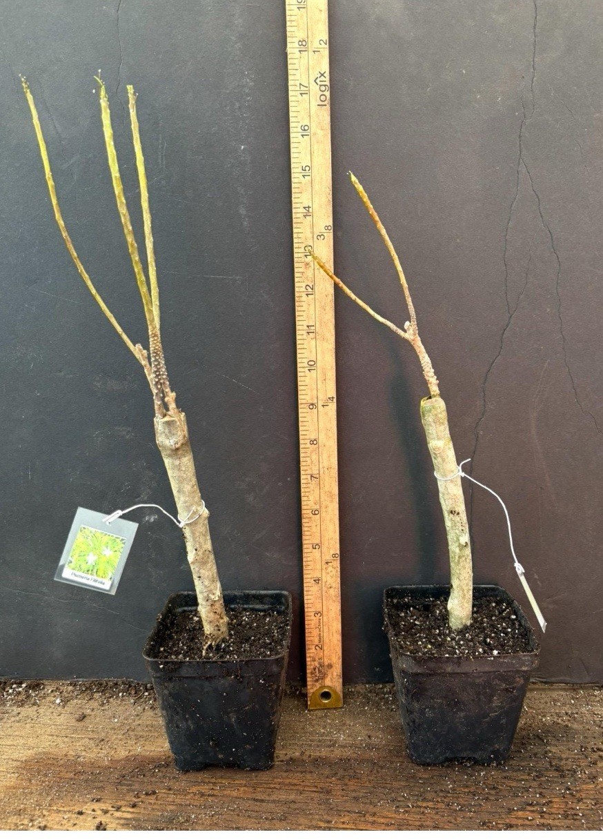 Plumeria Filifolia~Needle Leaf Plumeria~Well Rooted & Grafted Plant~Very Rare!