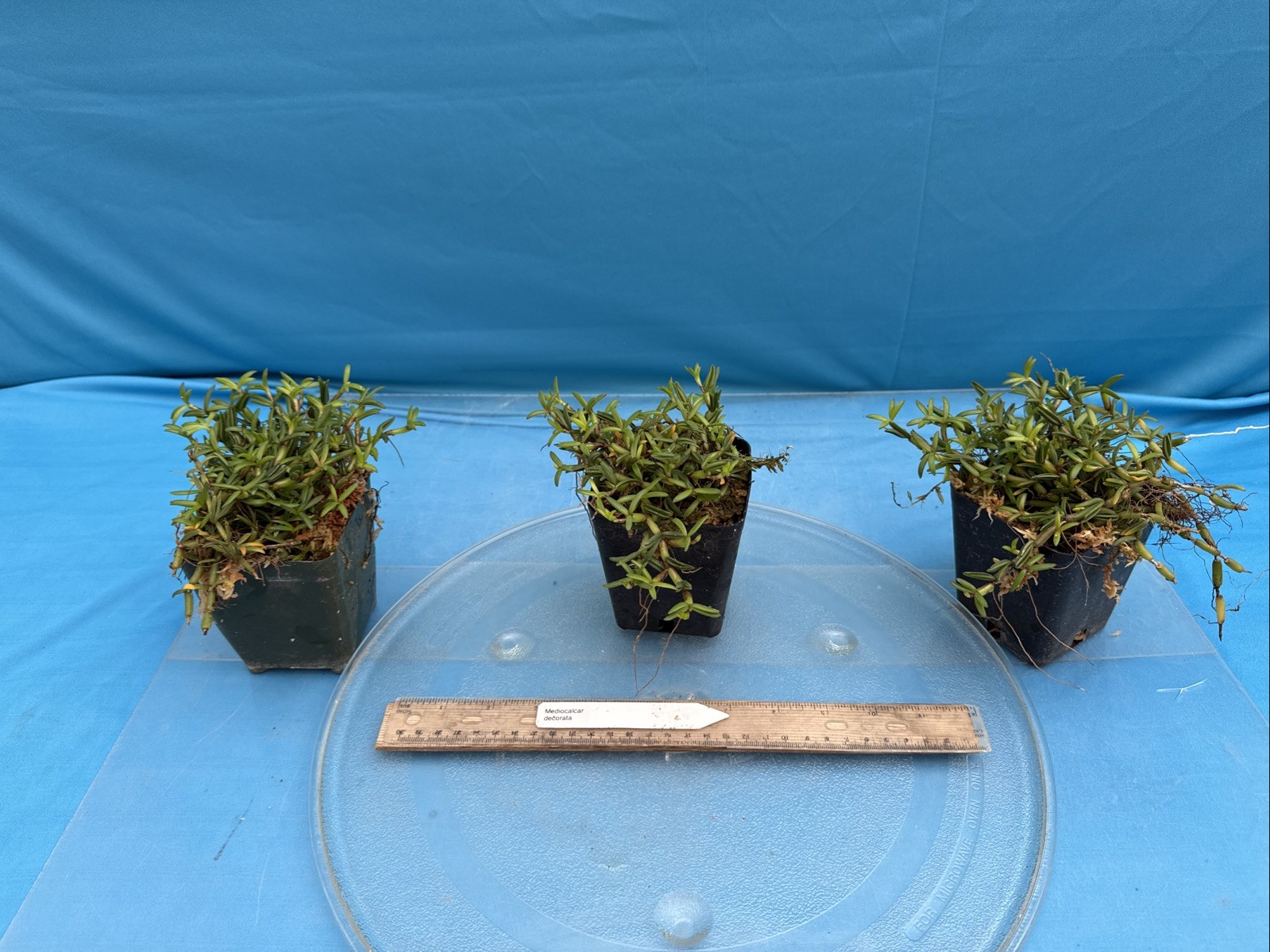 Mediocalcar decorata Orange Yellow Prolific Bloomer BS Orchid Species 4” Pot