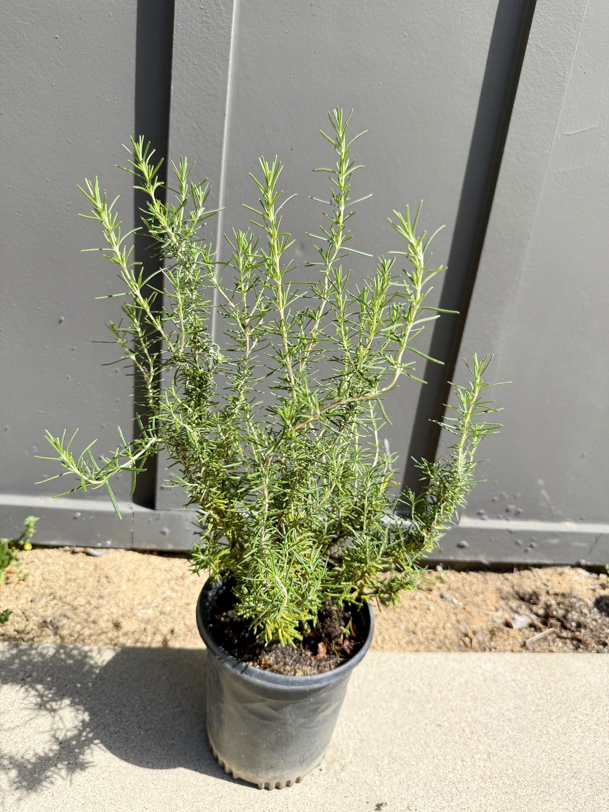Rosemary Plant, 1 Gallon Pot, Fragrant Culinary Herb, Edible Herb Garden Plant