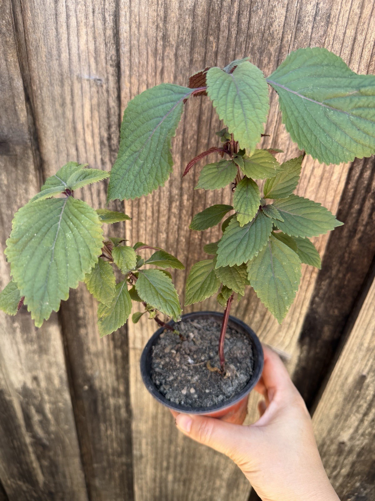 $3 OFF ! 2 Plants Perrila Tia To Live Strong Plant In 4 Inch Pot ORGANIC