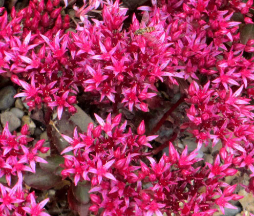 SEDUM DRAGON’S BLOOD Sedum Spurium – 1,500 Bulk Seeds