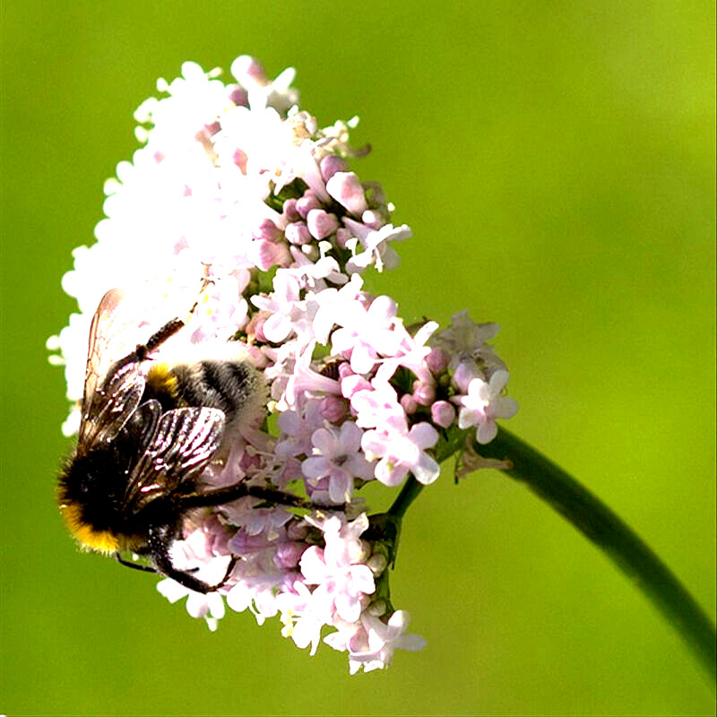 VALERIAN 200+ SEEDS AUTUMN SOW PERENNIAL HERB MEDICINAL SEDATIVE CATNIP BEES USA