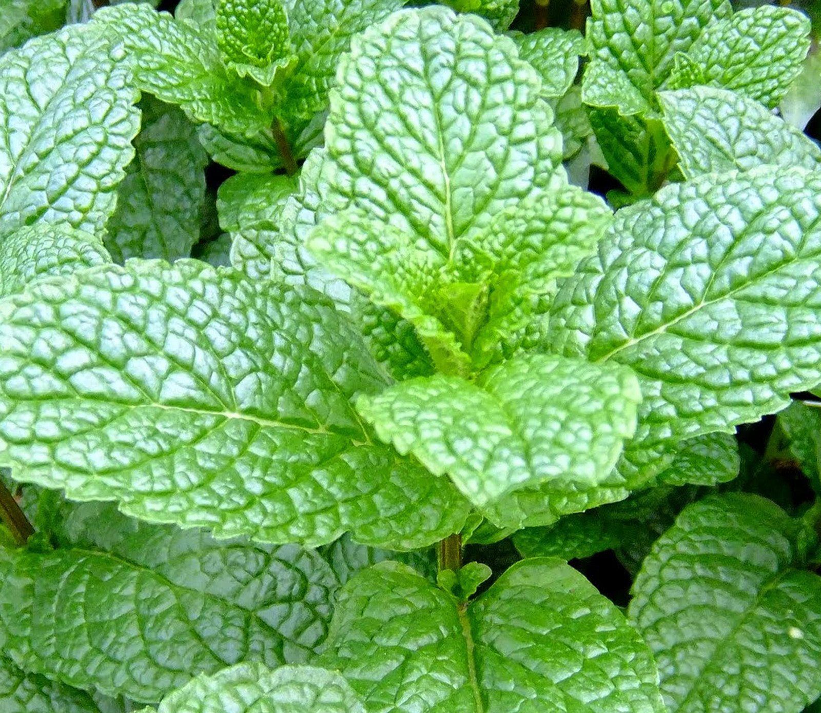 Mint Herb Plant 7″ height