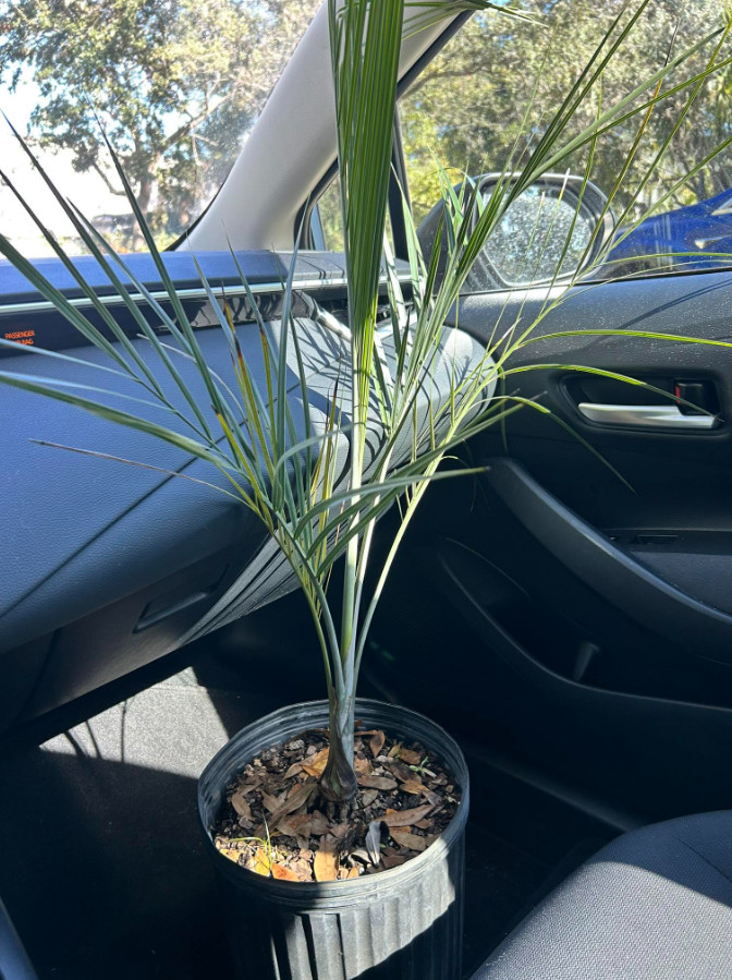 Live Buccaneer Palm Tree – 3 Gal Pot – Coastal Ornamental Palm – No Ship to CA