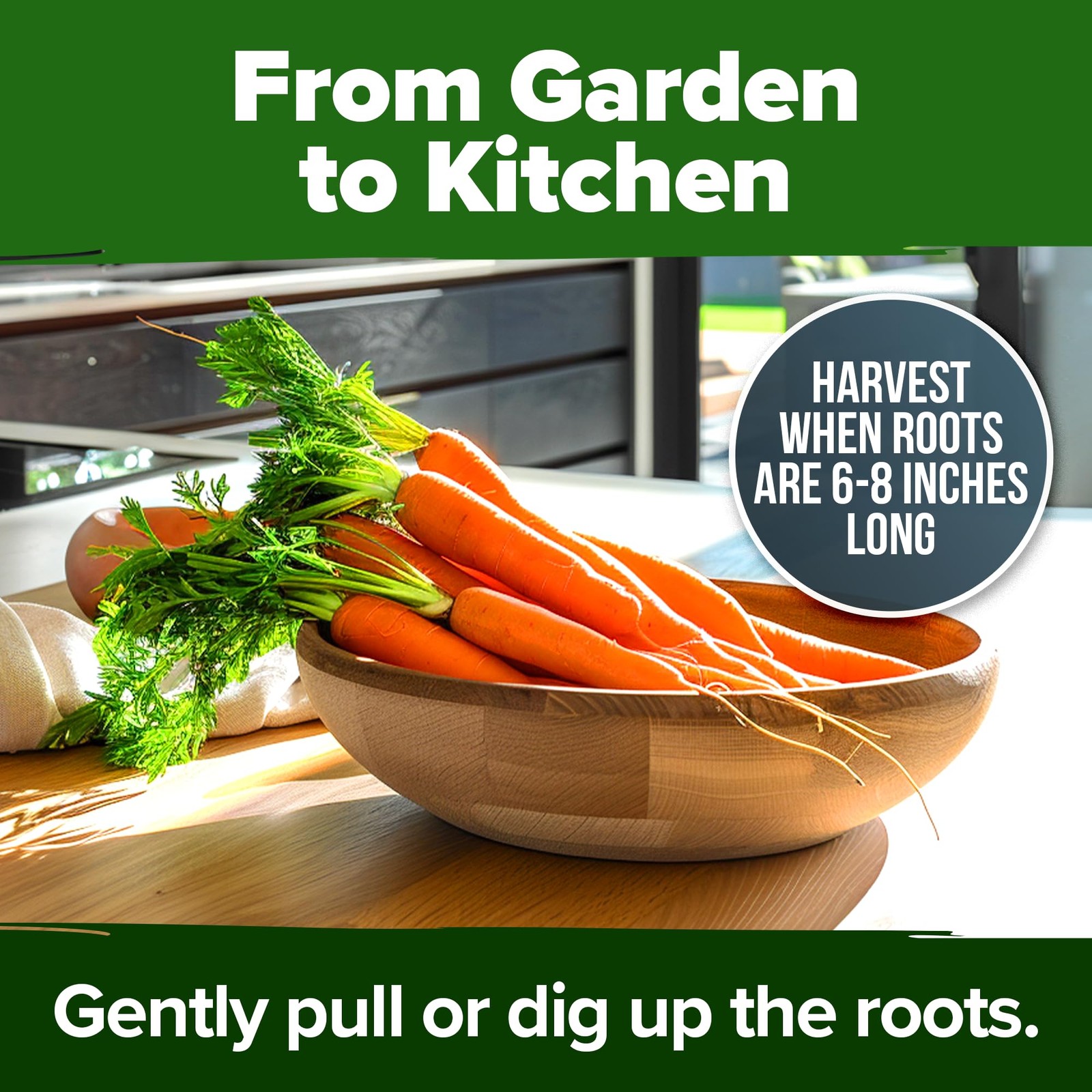 HOME GROWN Tendersweet Carrots Seeds 6000+ 2-Pack, Light Brown to Tan
