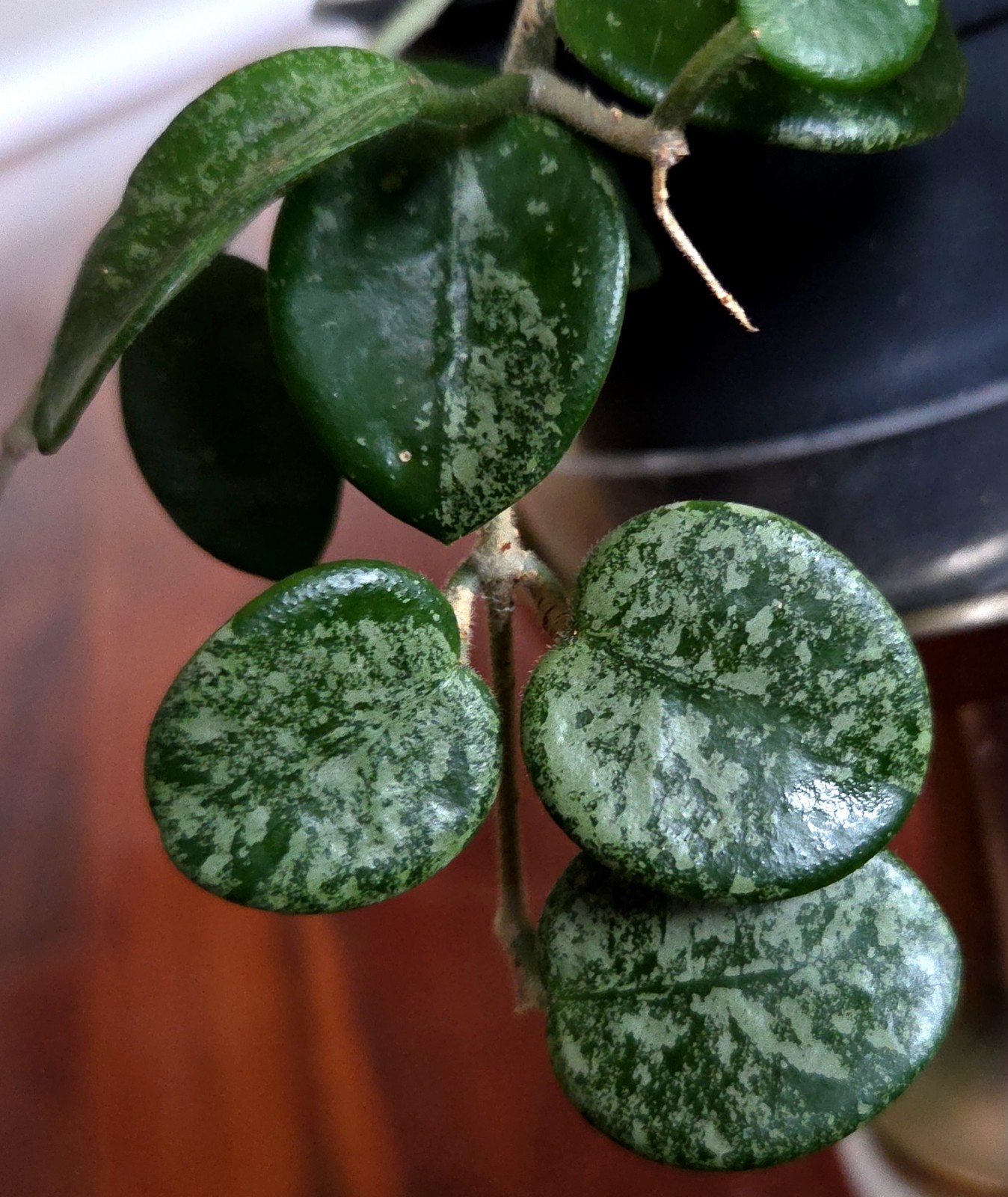 RARE Hoya Splashy Carnosa X Serpens 11″ Long No Monstera Philodendron Anthurium
