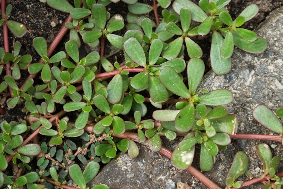 Purslane Well Root Plants Edible Organic Garden Salad Portulaca Omega-3 Herb