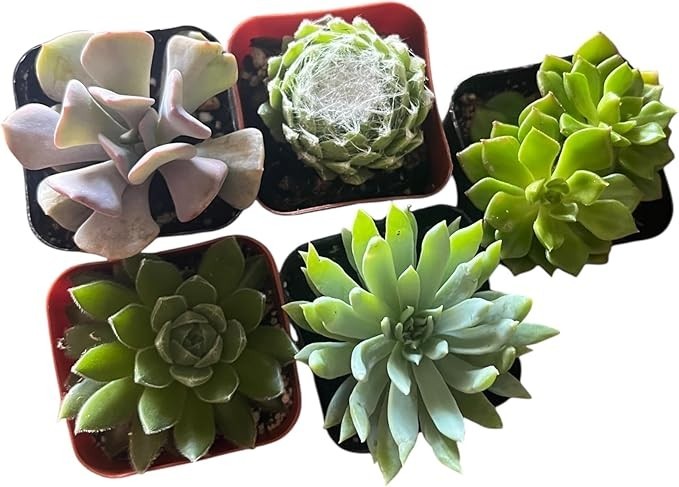 Live Mini Succulents 5 Pack in 2in Pots Easy Care Low Maintenance with Vibrant