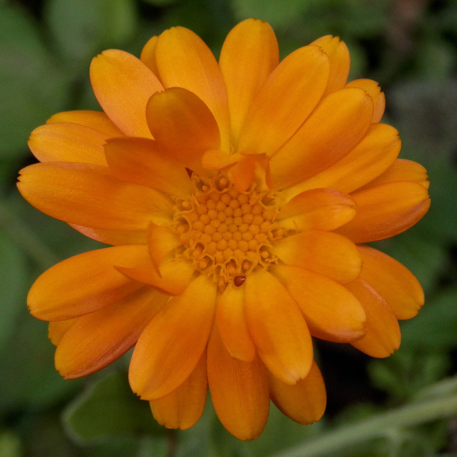 5,000 CALENDULA OFFICINALIS Seeds (Pot Marigold) | NON-GMO | Free shipping