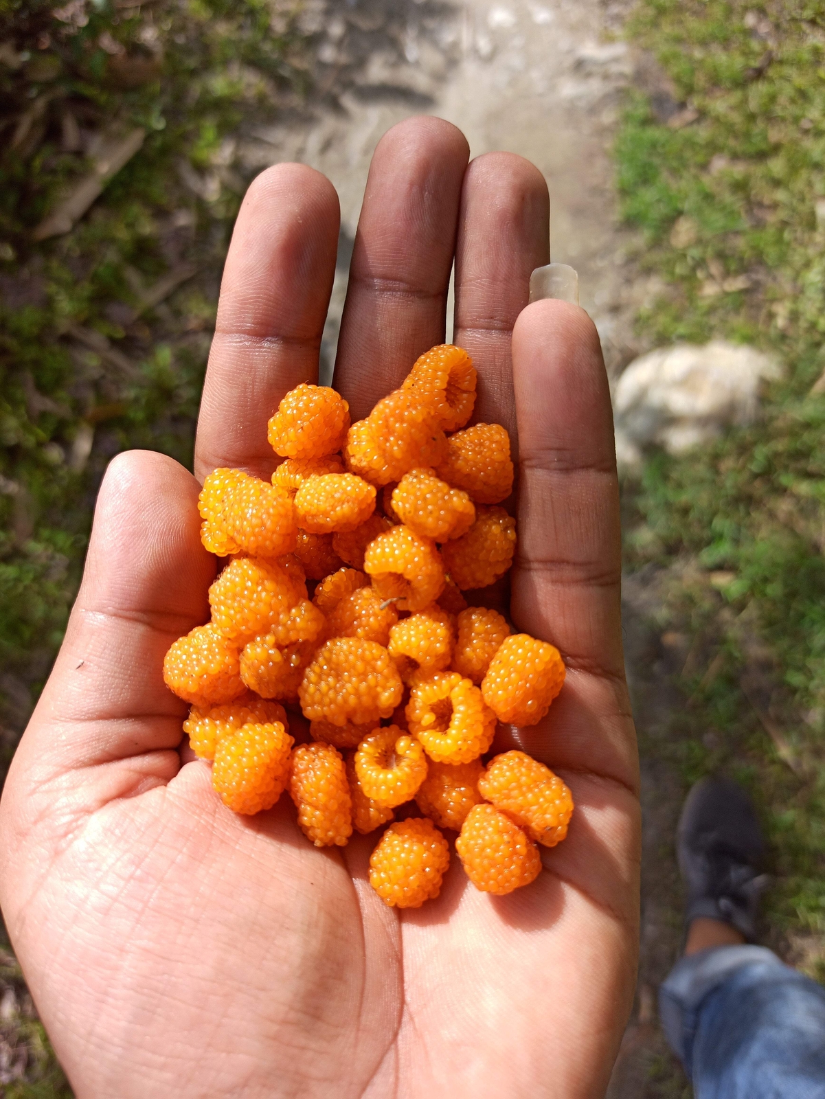 20 SALMONBERRY RUSSIAN RASPBERRY Rubus Spectabilis Fruit Seeds Purple Flowers