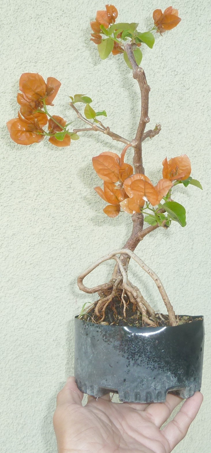 Bougainvillea Orange King Pre Bonsai Dwarf Shohin Nice Movement Trunk Flowers