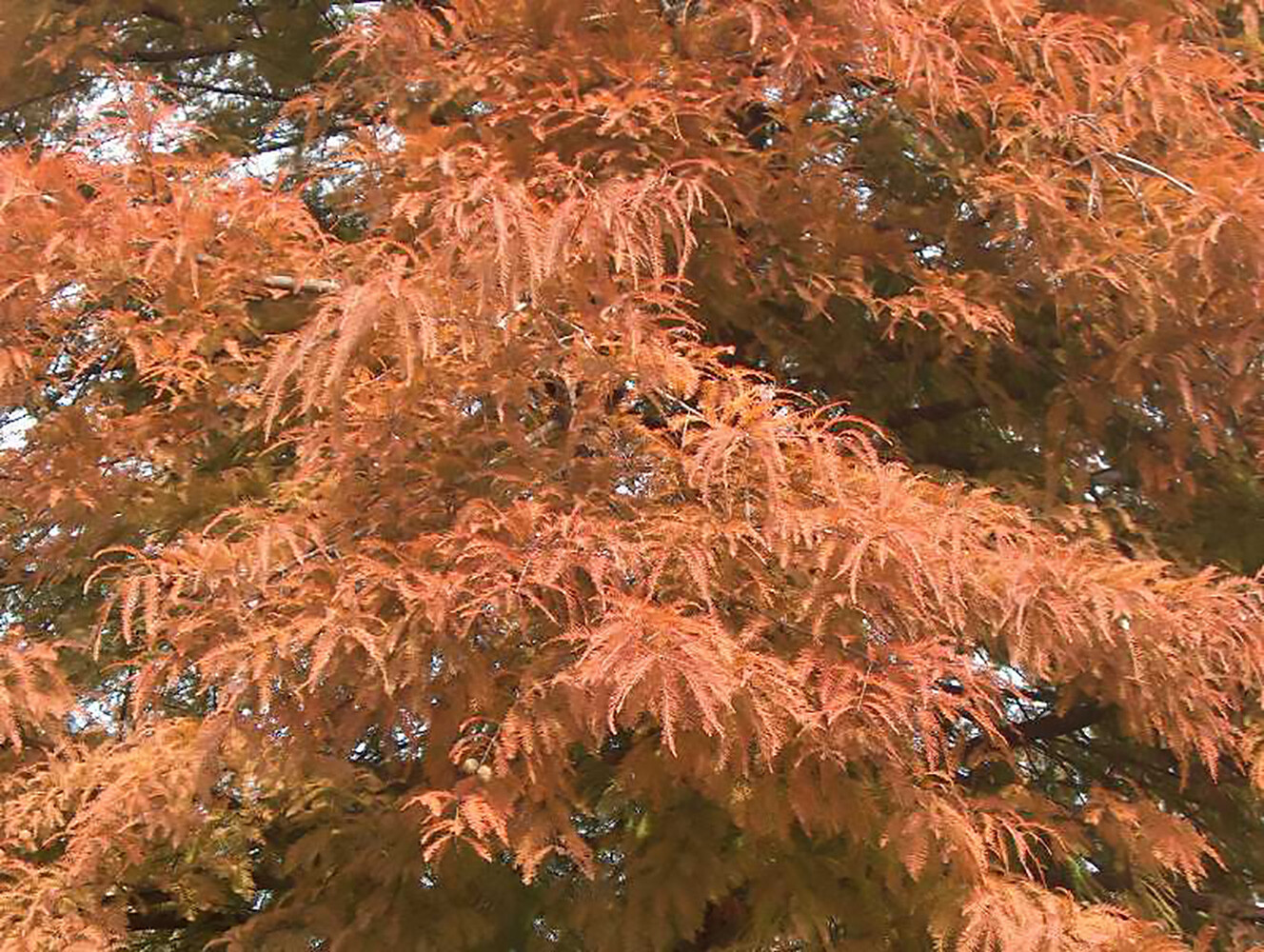 Bald Cypress, Taxodium distichum, Tree Seeds (Fast, Fall Colors, Hardy)