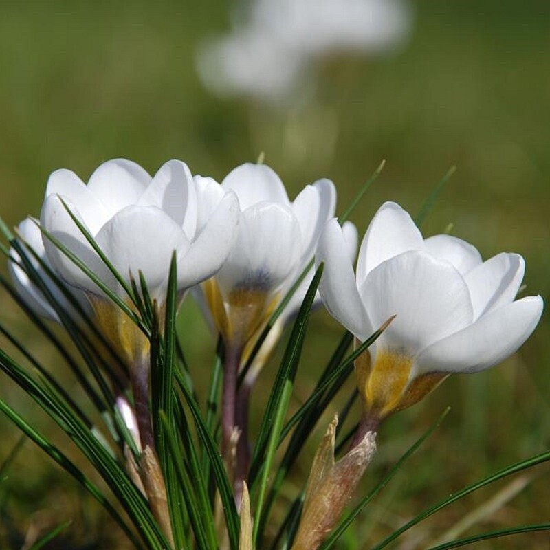 20 SEEDS Mixed Colors CROCUS fragrant flower exotic bush garden plant USA Seller