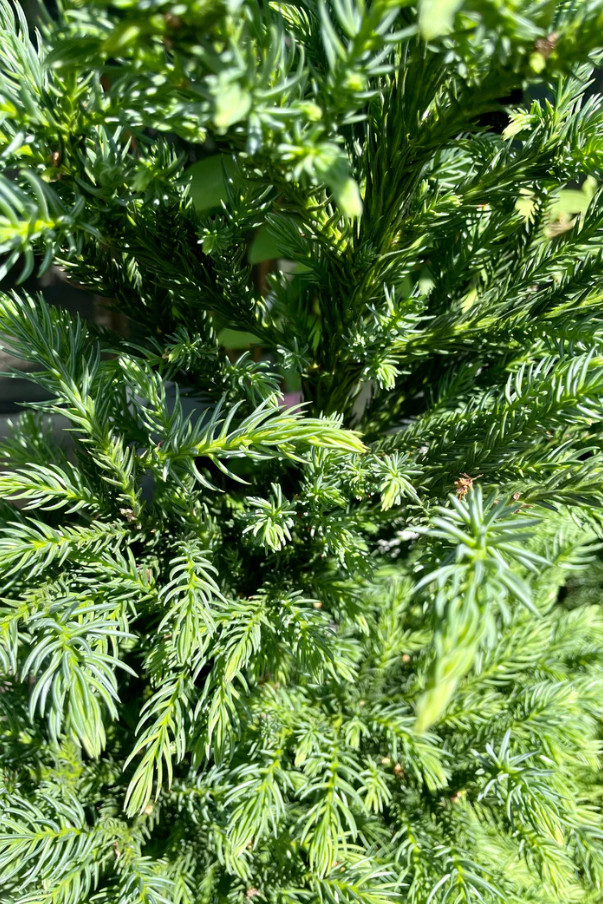 Cryptomeria Japonica ‘Black Dragon’ Japanese Cedar – Quart Pot (6–12″ Tall)