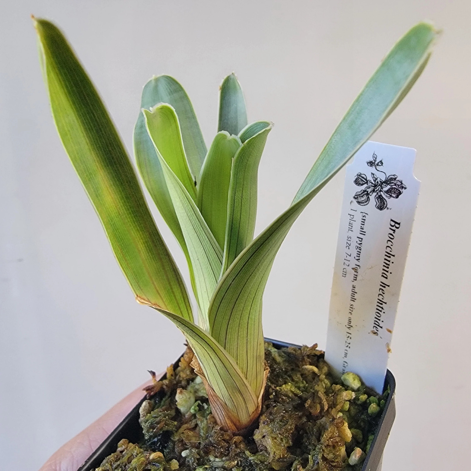 Brocchinia hechtioides (pygmy form) BCP