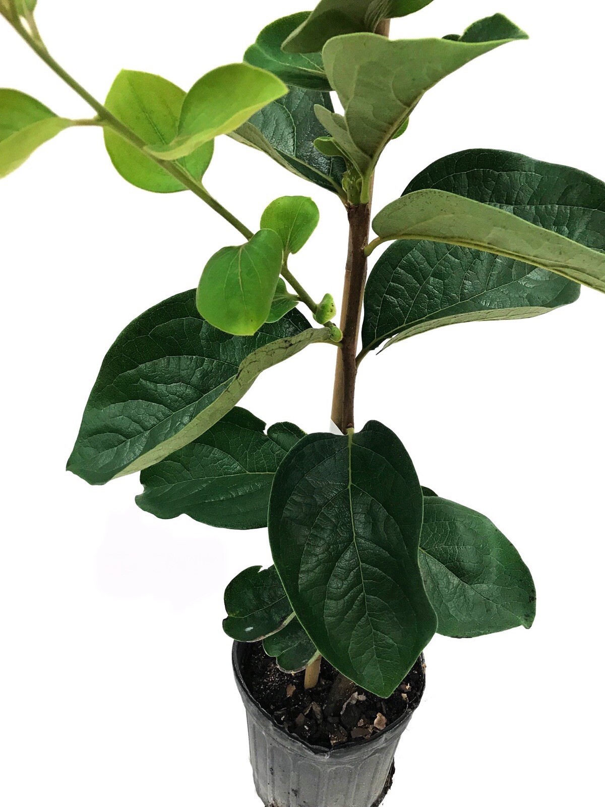 Fuyu Persimmon Tree 4-5 ft. Bare-root Sent January to April
