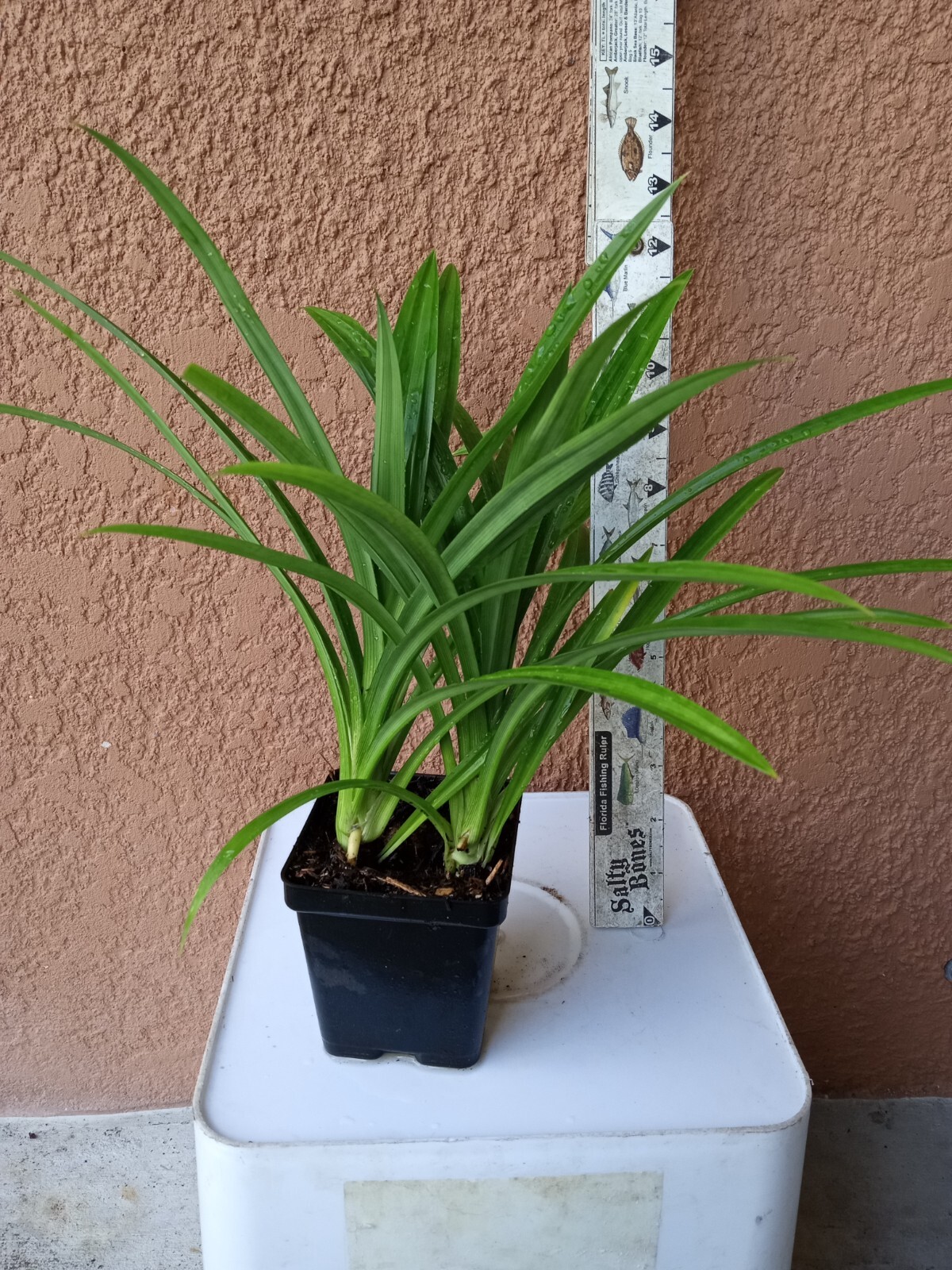 MOTHER + BABIES Pandan fragrant , Pandanus amaryllifolius rooted Plants, lá Dứa