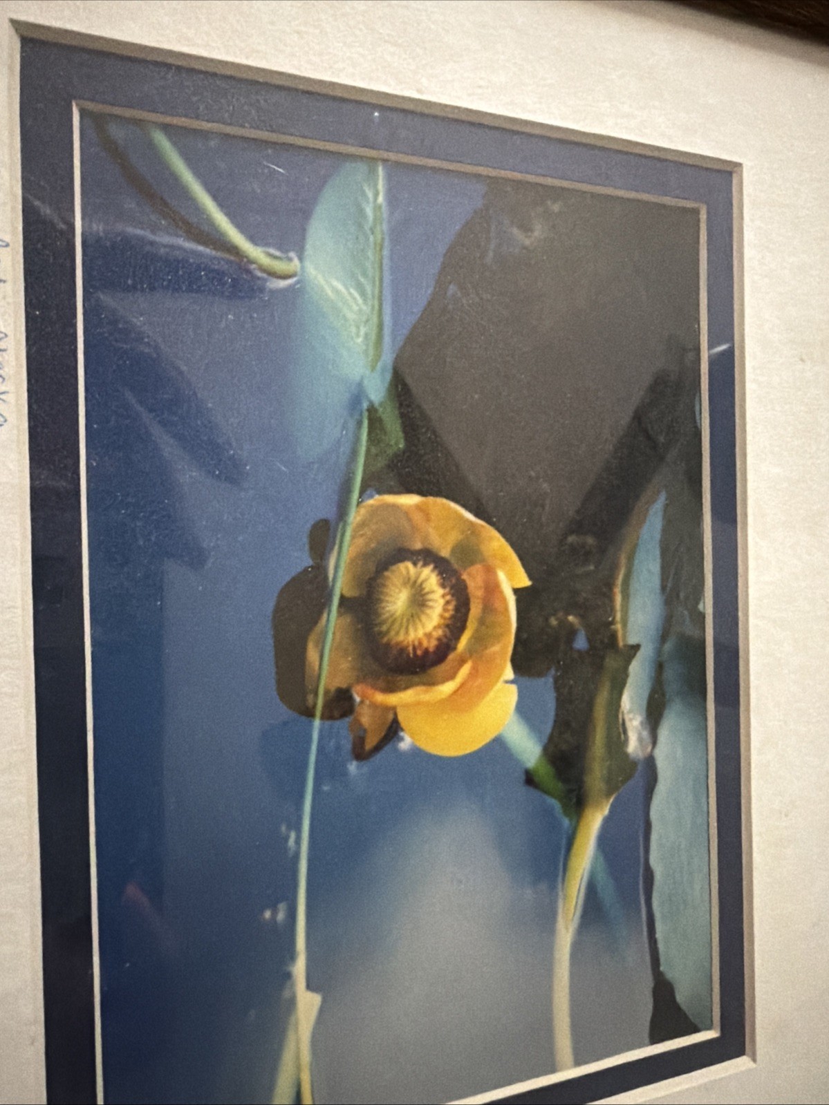 Yellow Water Lily Pad – Alaska GP 94