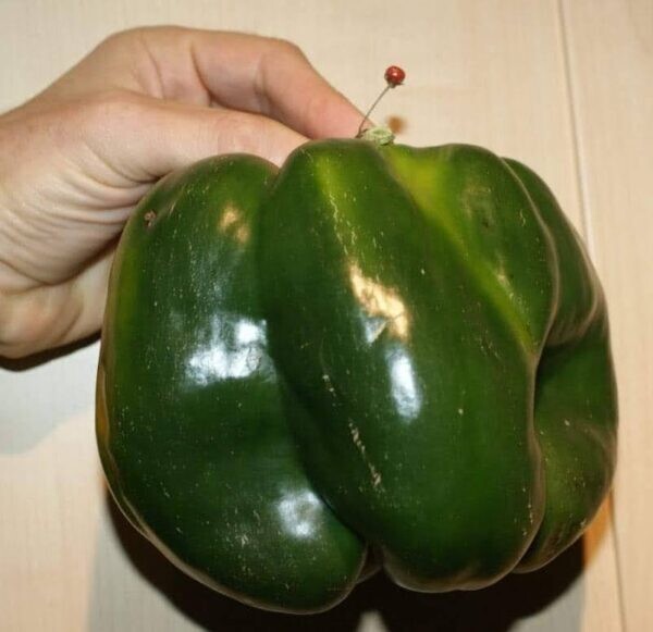 30+ EMERALD GIANT BELL PEPPER SEEDS – SWEET – NON GMO – HEIRLOOM – ORGANIC