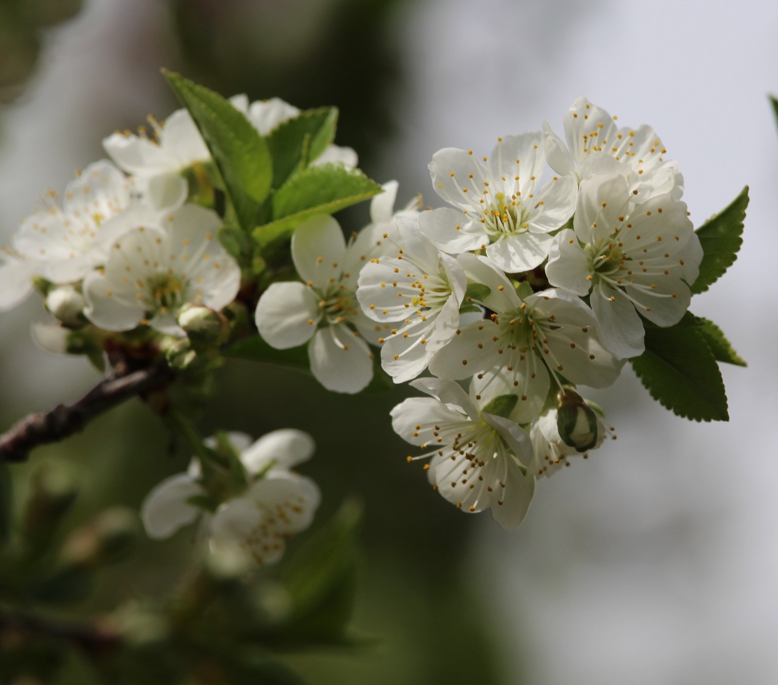 ‘Carmine Jewel’ Bush Cherry – Cold-Hardy, Dwarf- Fresh Eating or Pies