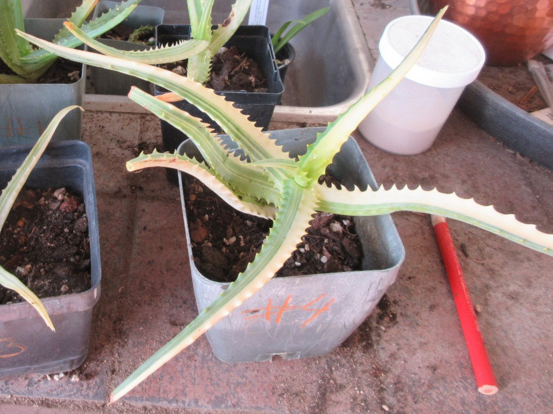 Tree Aloe Arborescens Variegated Yellow small cutting #4