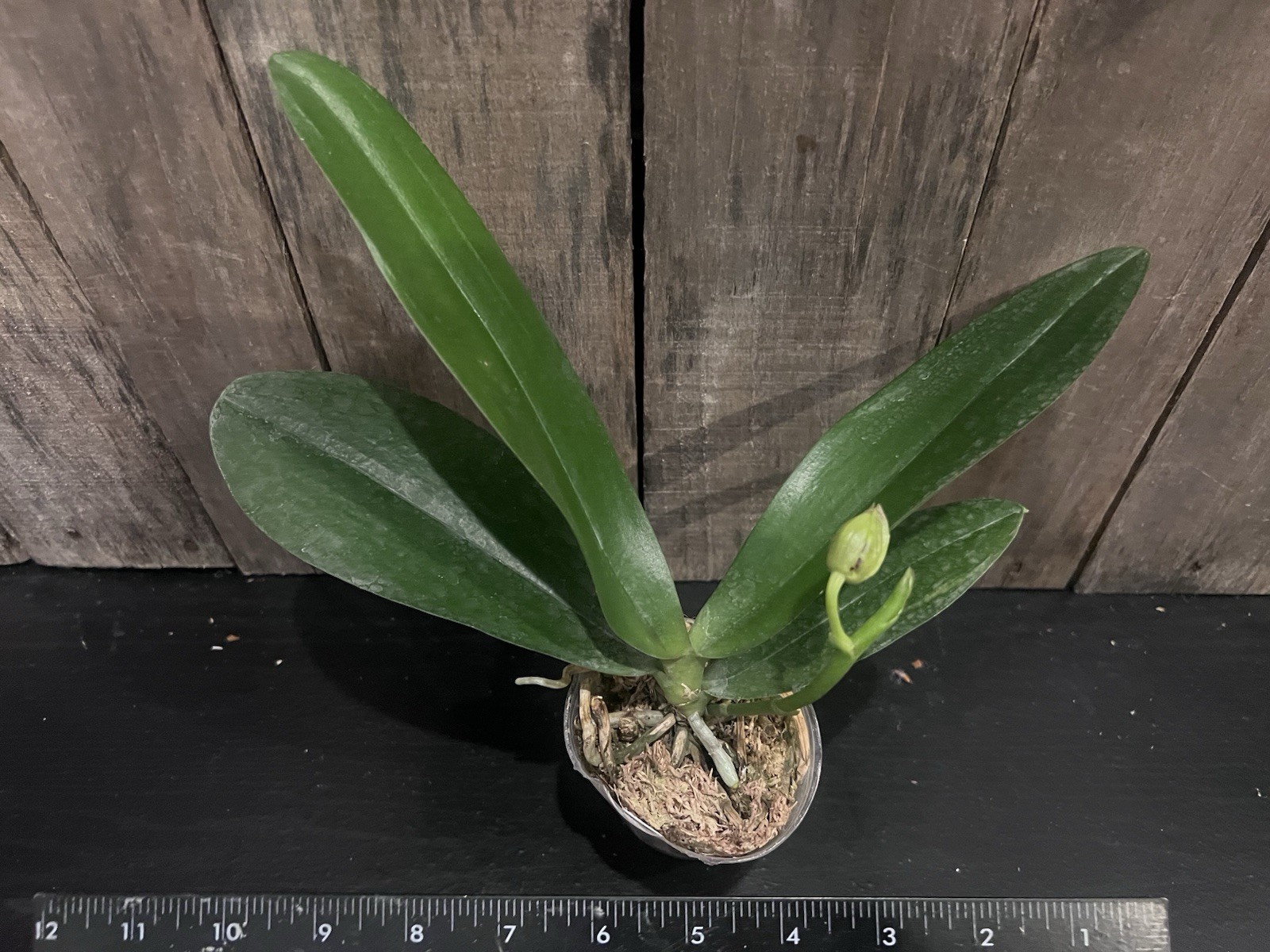 Phal. Zheng Min Anaconda ‘Wilson’, Fragrant, In Spike, FREE Shipping
