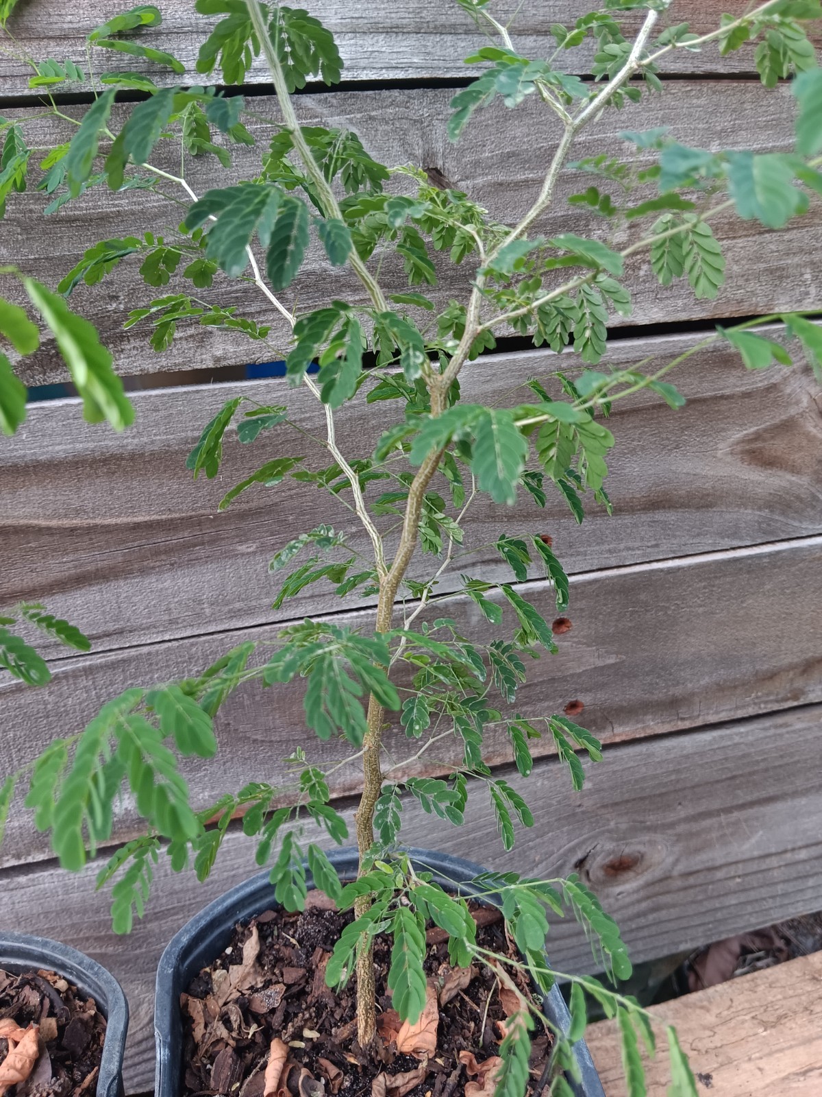 Brazilian Raintree – Chloroleucon tortum – Pre Bonsai Starter Stock