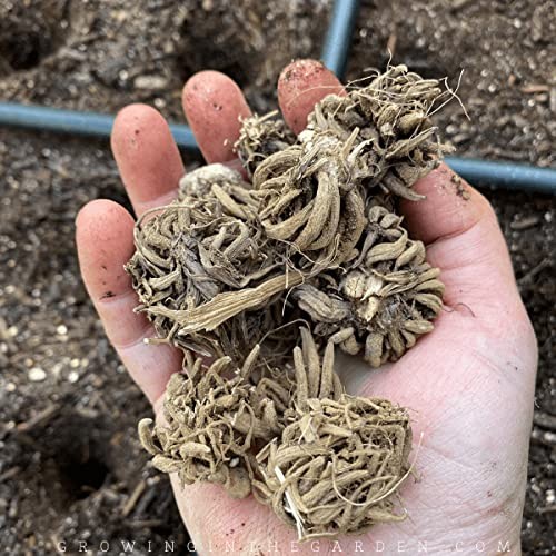 12 Orange French Peony Ranunculus Corms