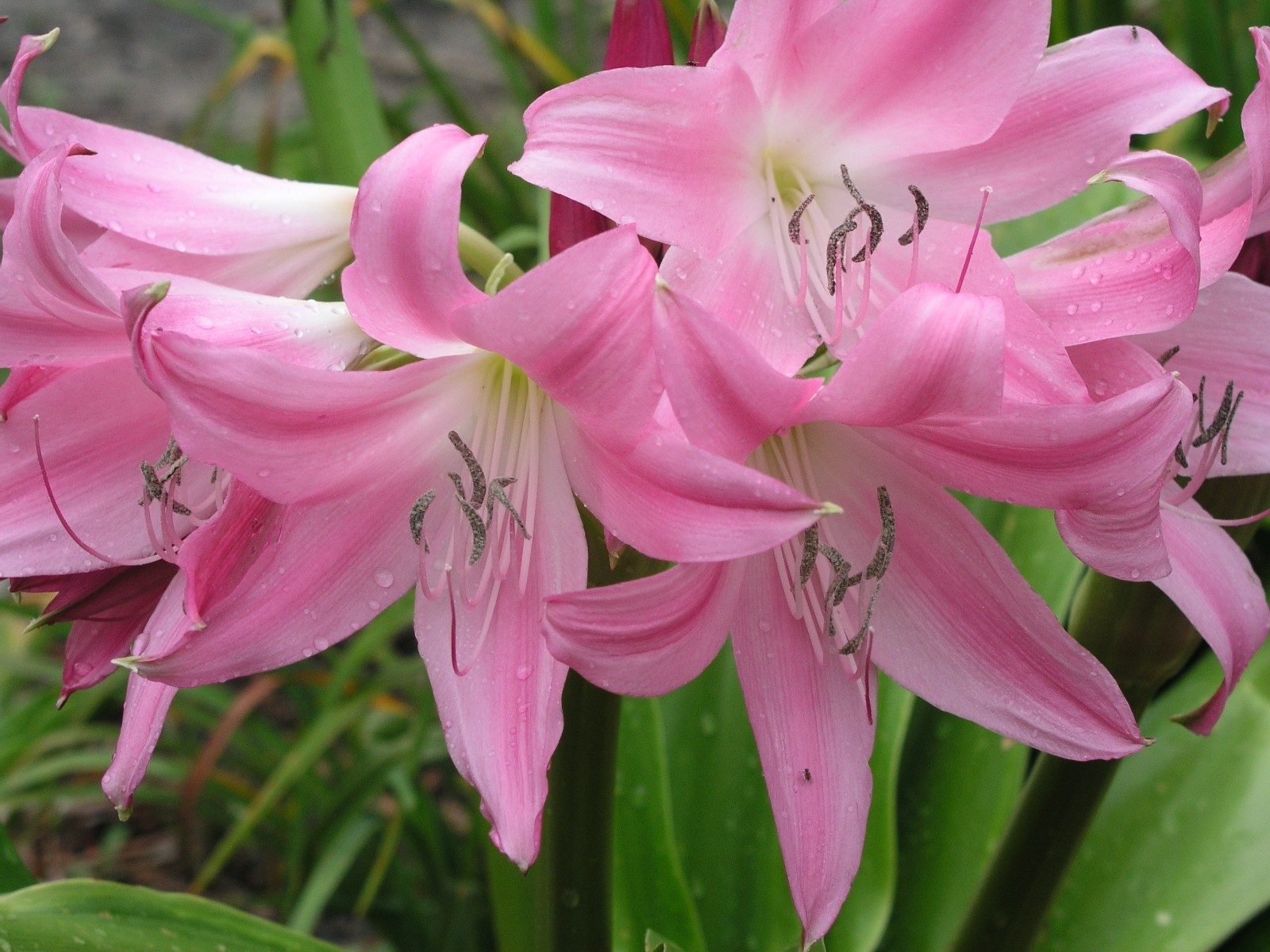 Crinum Lily, Worsleyi, Jumbo, blooming-size bulb, NEW