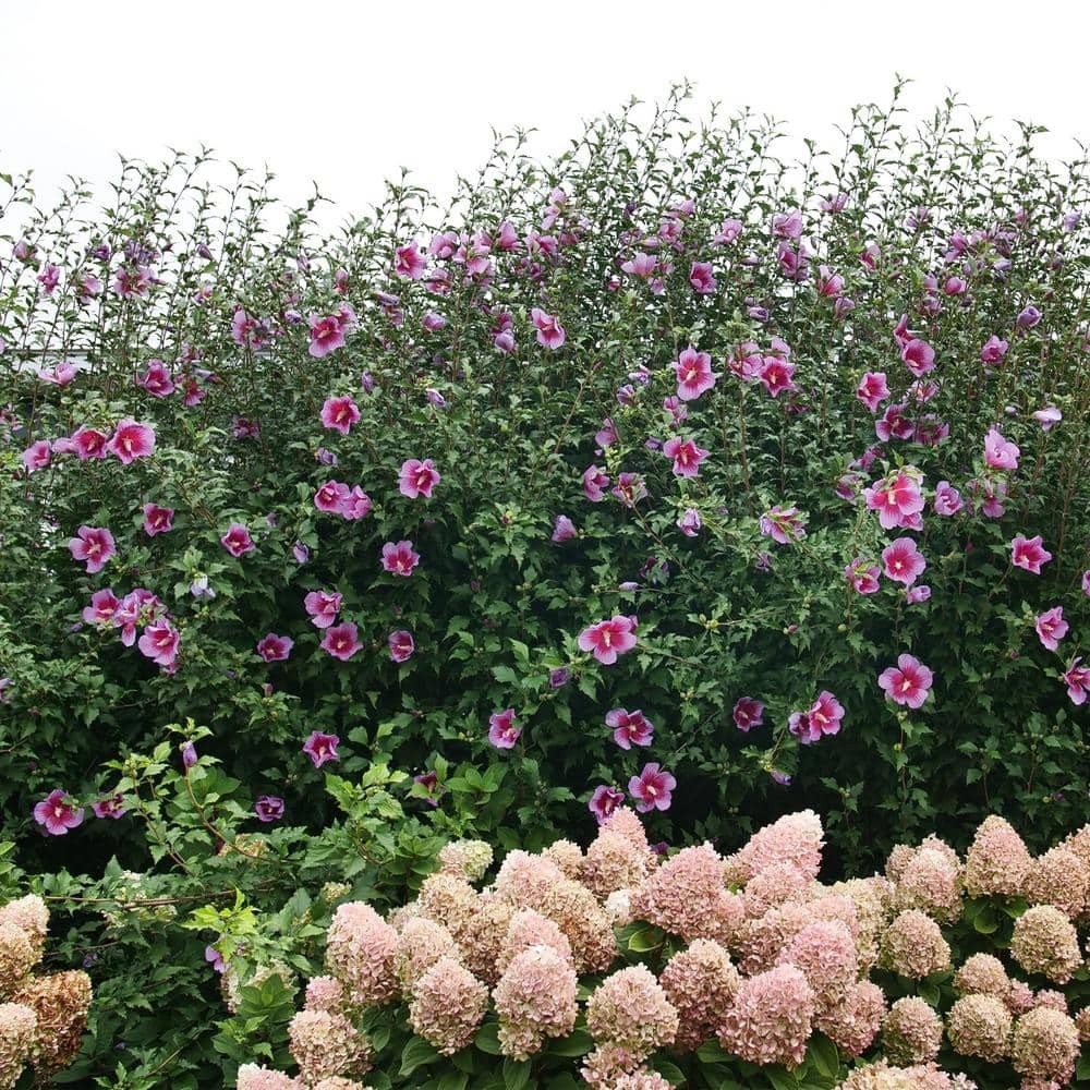 2 Gal. Purple Pillar Rose of Sharon (Hibiscus) Plant with Purple Flowers