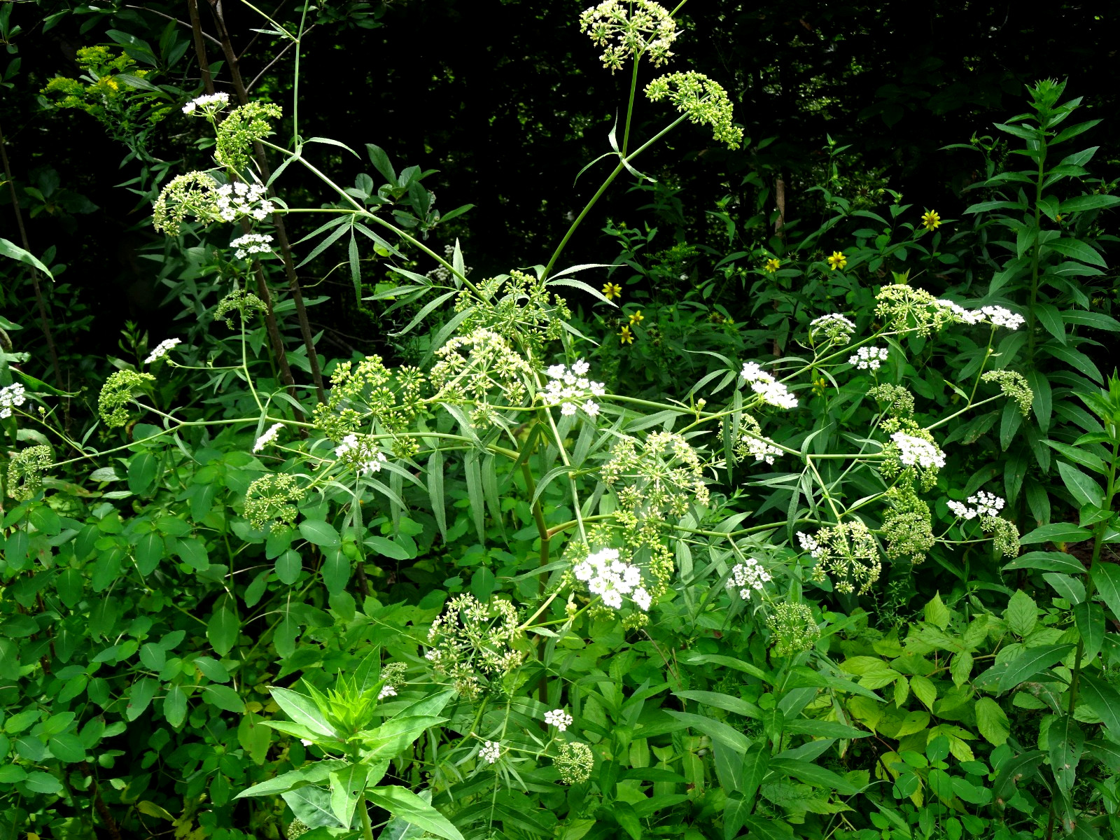 Sium suave Water parsnip Native perennial wildflower 25+ seeds from 2025