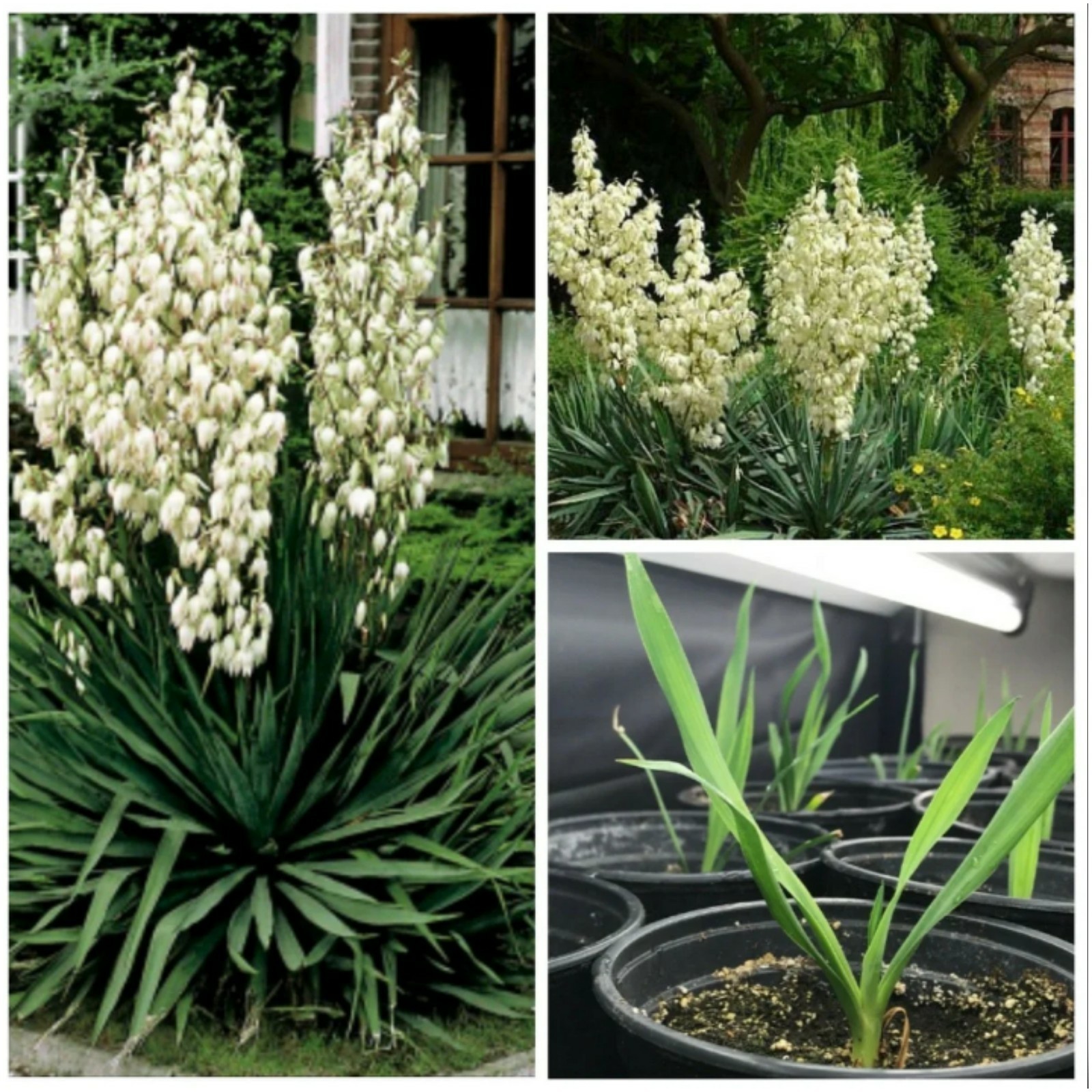 3 Yucca Adam’s Needle Plants 10″ To 12″ Tall