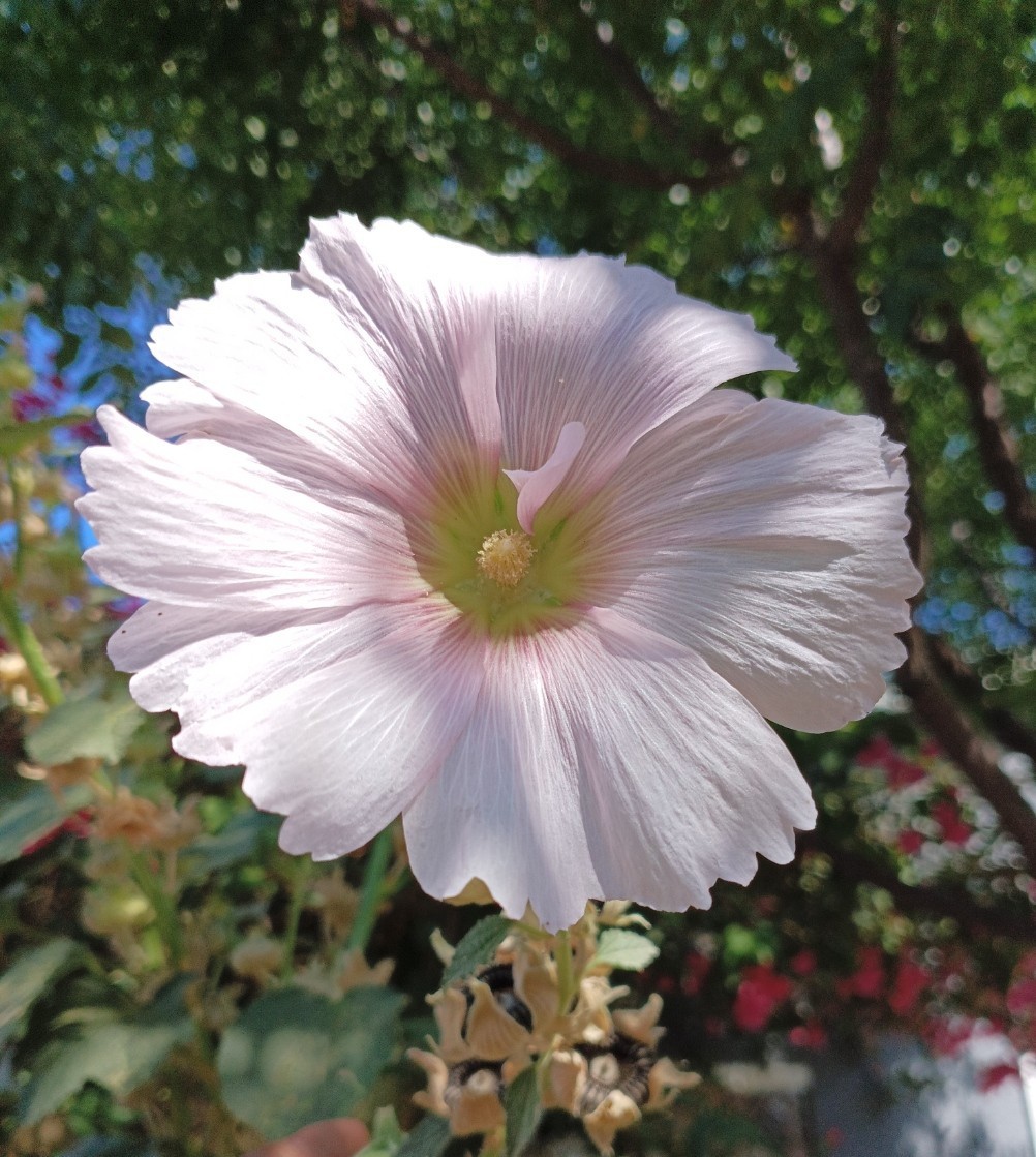 Light Purple Hollyhock – (100+) Seeds 1.5 g.