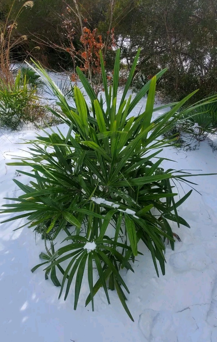 Rhapidophyllum Hystrix 50 Seeds 2024 Harvest