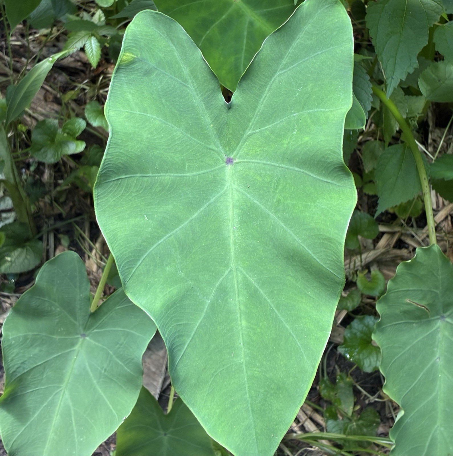 Running Elephant Ear Perennial Live Plant Bare Root “4” Plants
