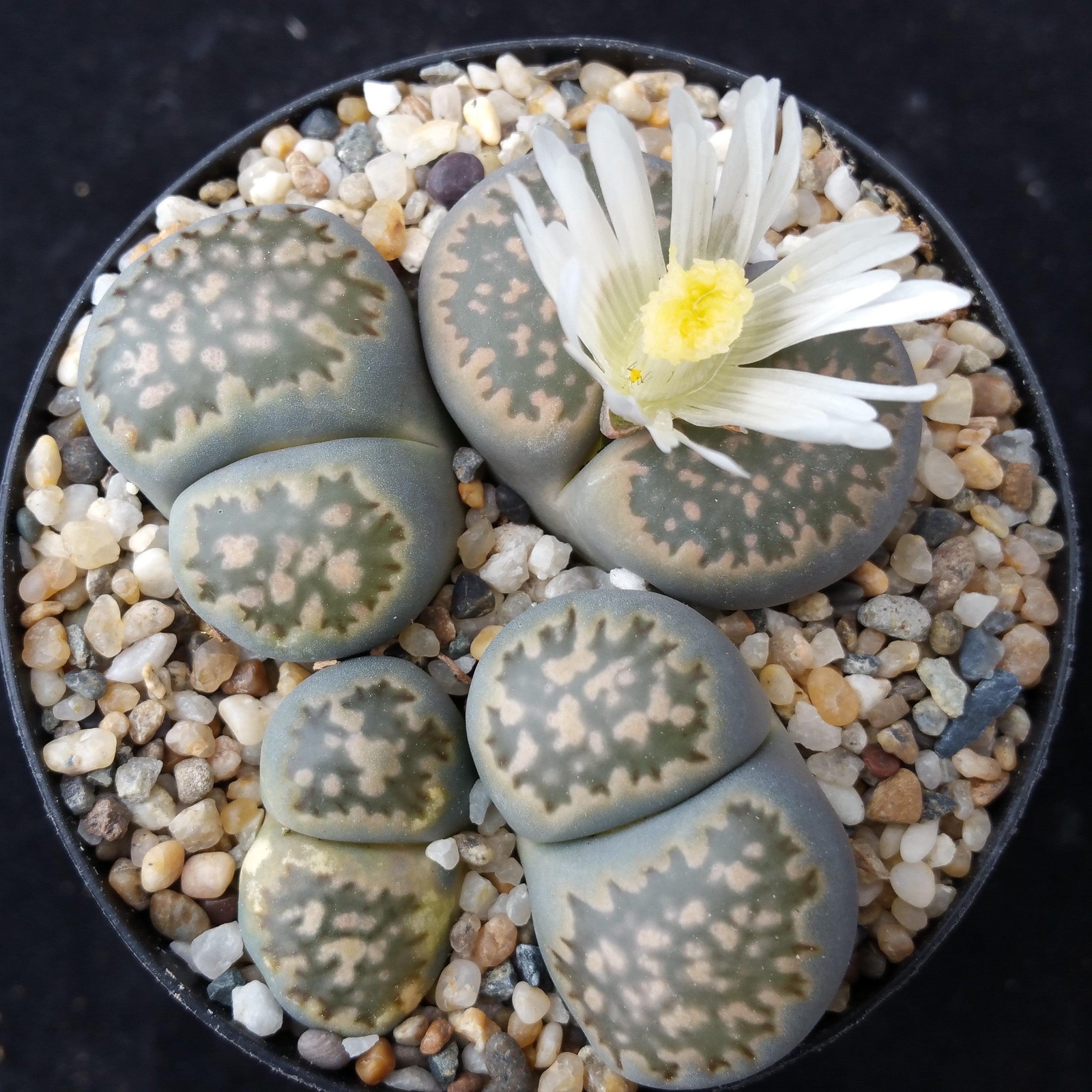 Lithops living stones cactus Cacti Succulent real live plant