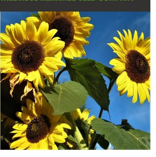 Helianthus Annuus American Wild Child Multi-Branch 4-6 inch SunFlowers~20 Seeds