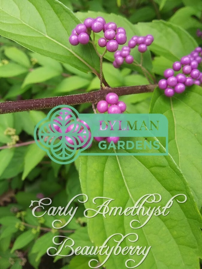 Purple Beautyberry (Callicarpa dichotoma ‘Early Amethyst’) – Multiple Sizes