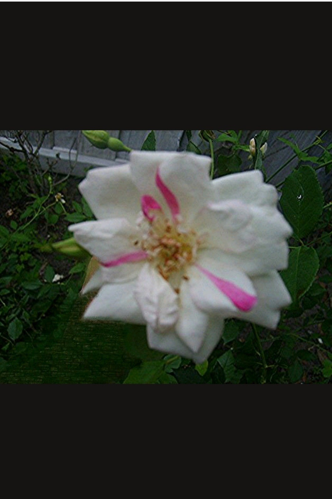 SMITH PARISH Yellow Heirloom Rose Live Plant White Red Stripe Bermuda Mystery