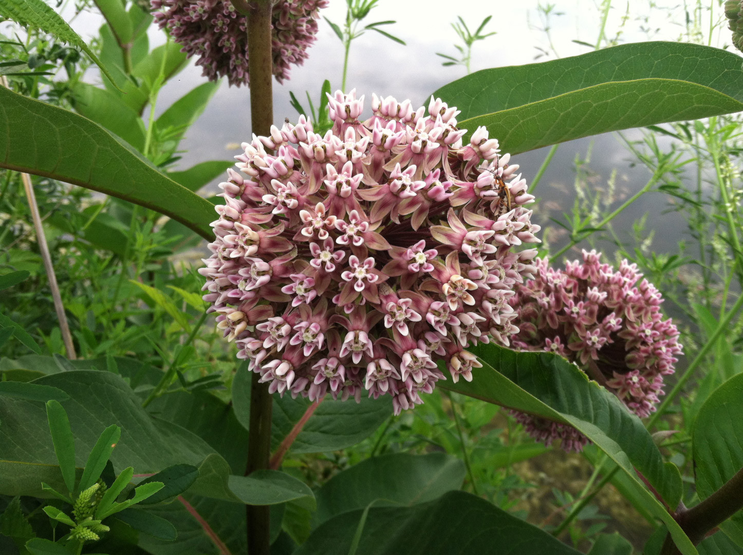 Common Milkweed Seeds, Attract Monarch Butterflies, Native Wildflower, Easy Grow