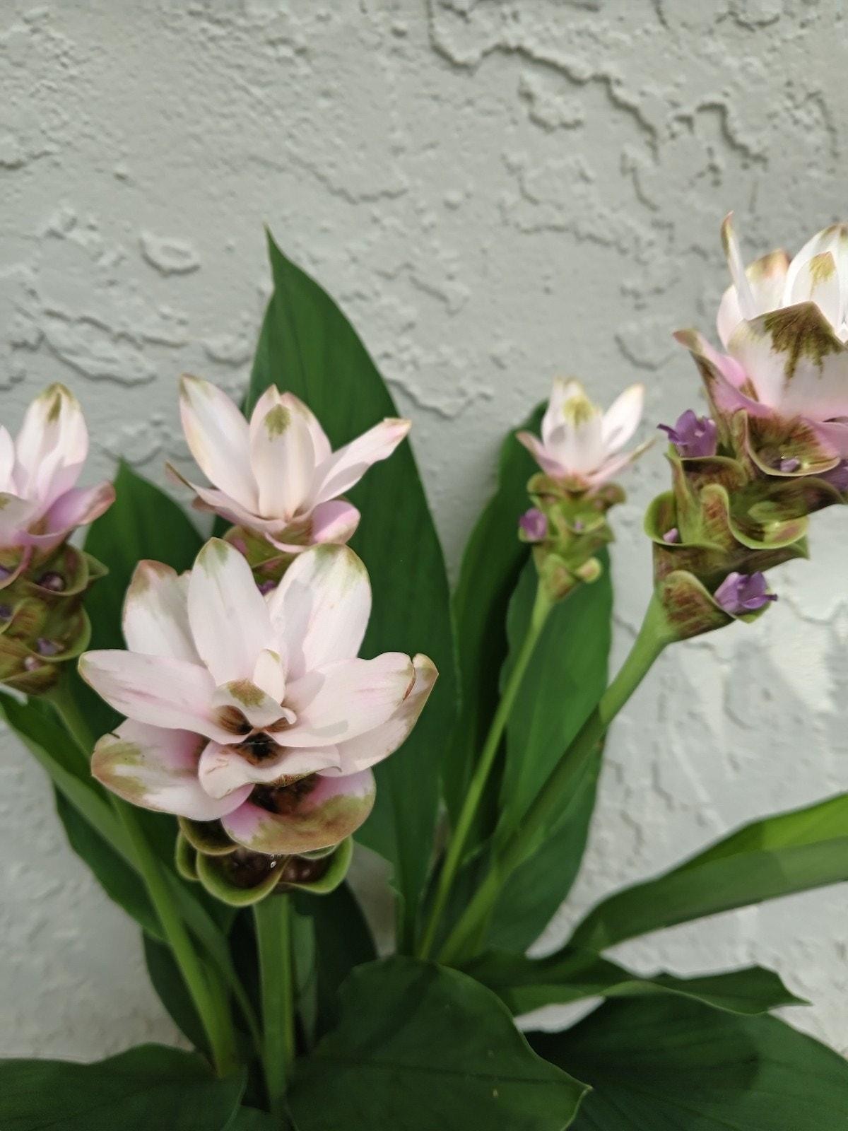 6x Curcuma Alismatifolia -BAREROOT Large WHITE Siam Tulip – Ginger Summer Tulip